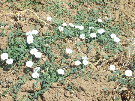 tiny flowers.jpg at a farmstand near Sile